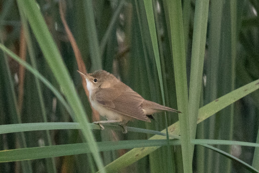 Common Reed Warbler