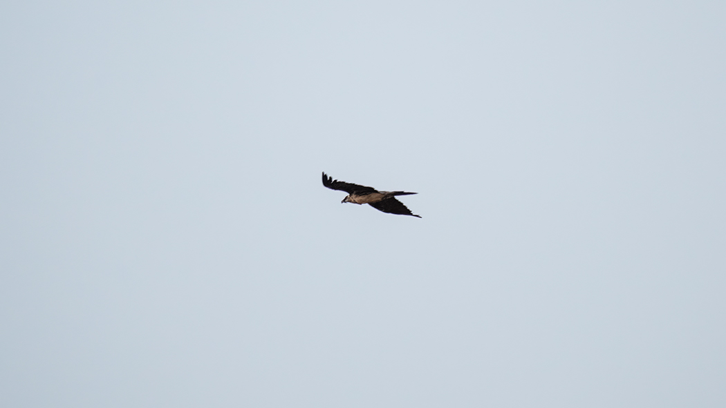 Bearded Vulture