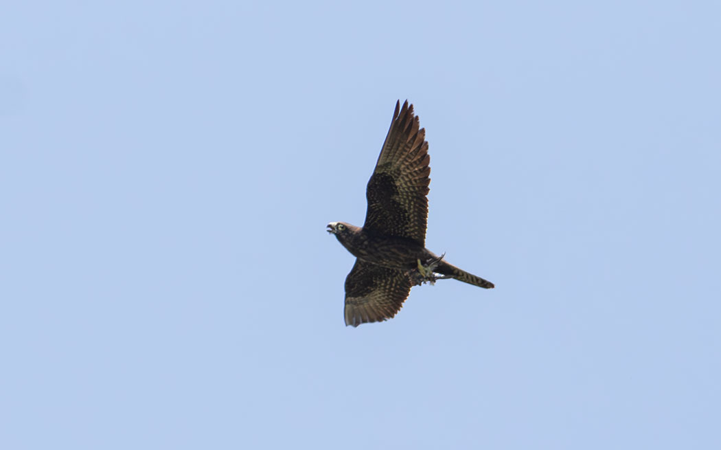 Eleonora`s Falcon