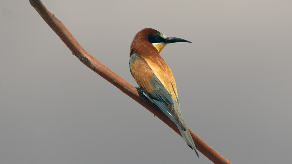 European Bee-eater