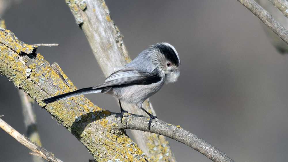 Long-tailed Tit