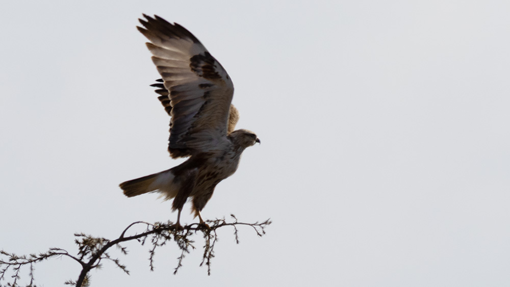 Long-legged Buzzard