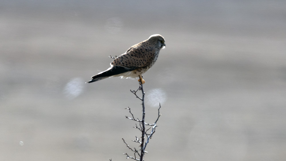 Lesser Kestrel