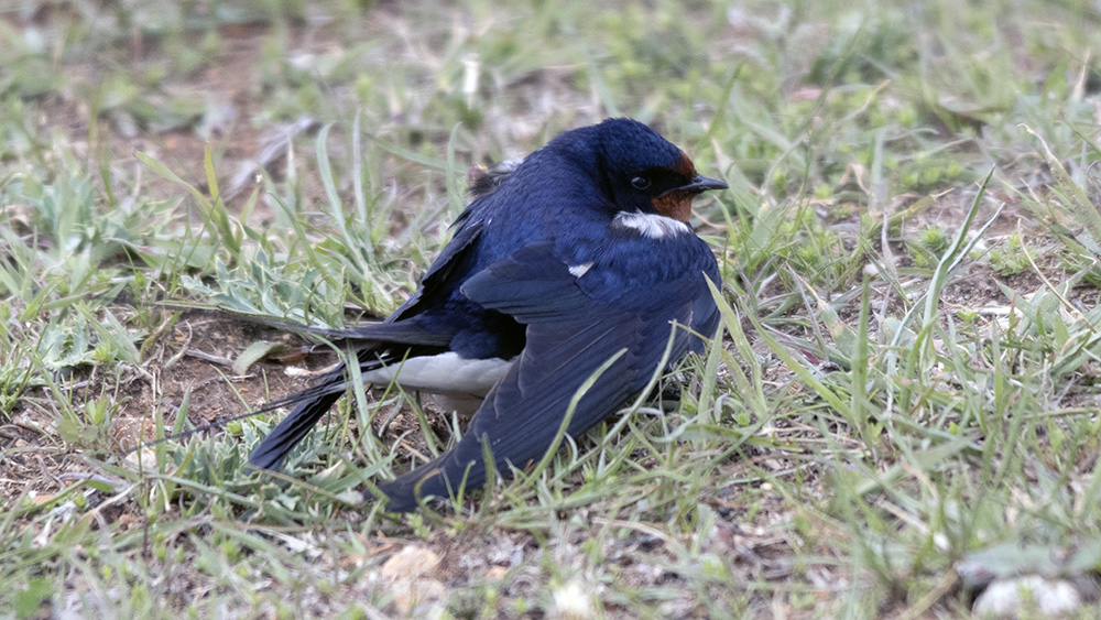 Barn Swallow