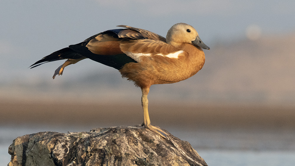 Ruddy Shelduck