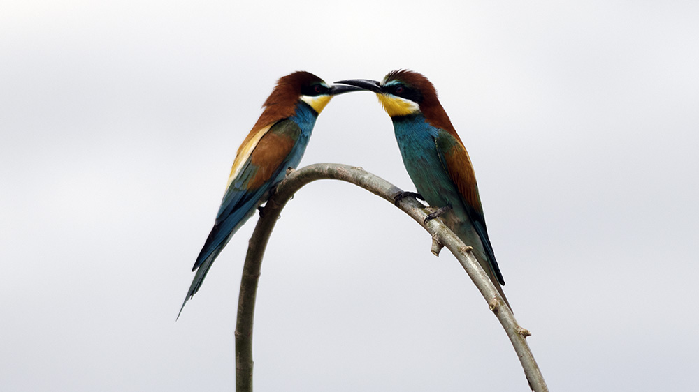 European Bee-eater