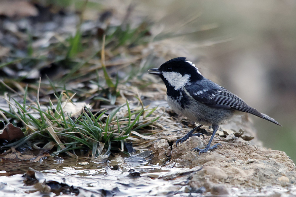 Coal Tit