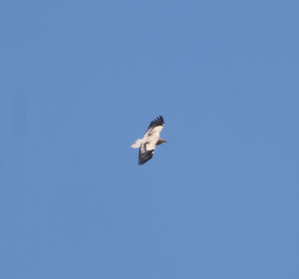 Egyptian Vulture
