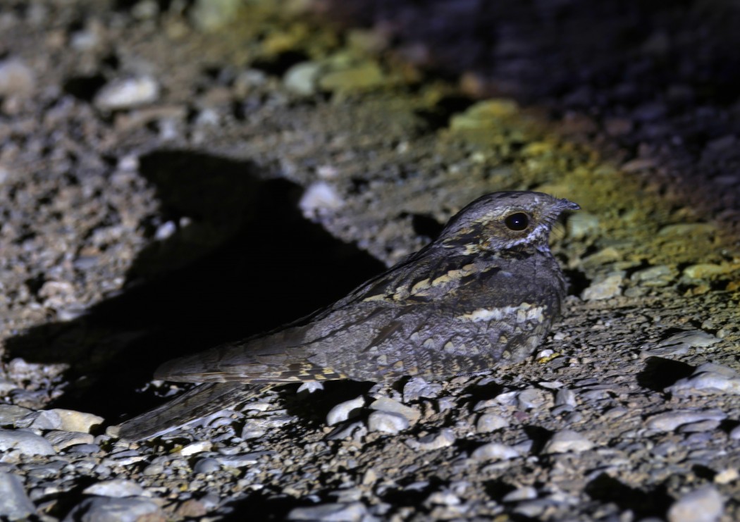 European Nightjar