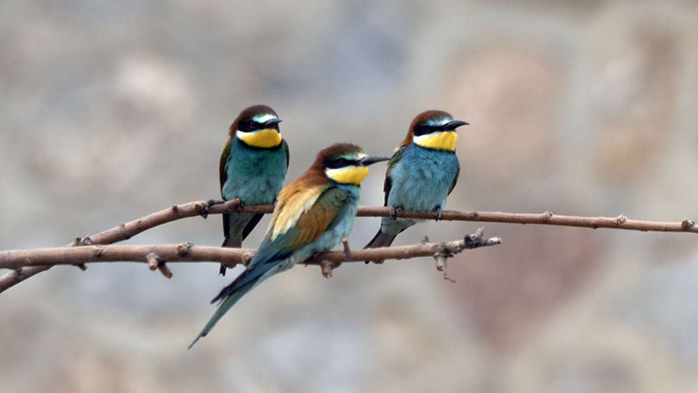 European Bee-eater