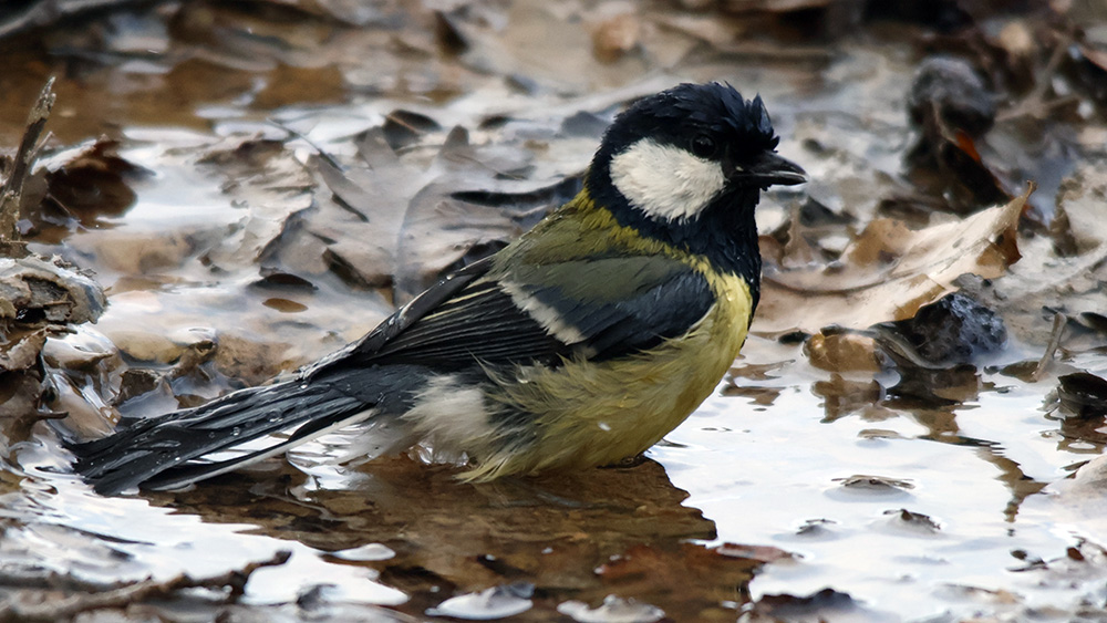 Great Tit