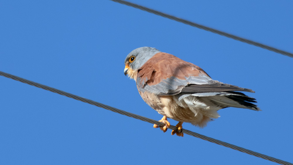 Lesser Kestrel