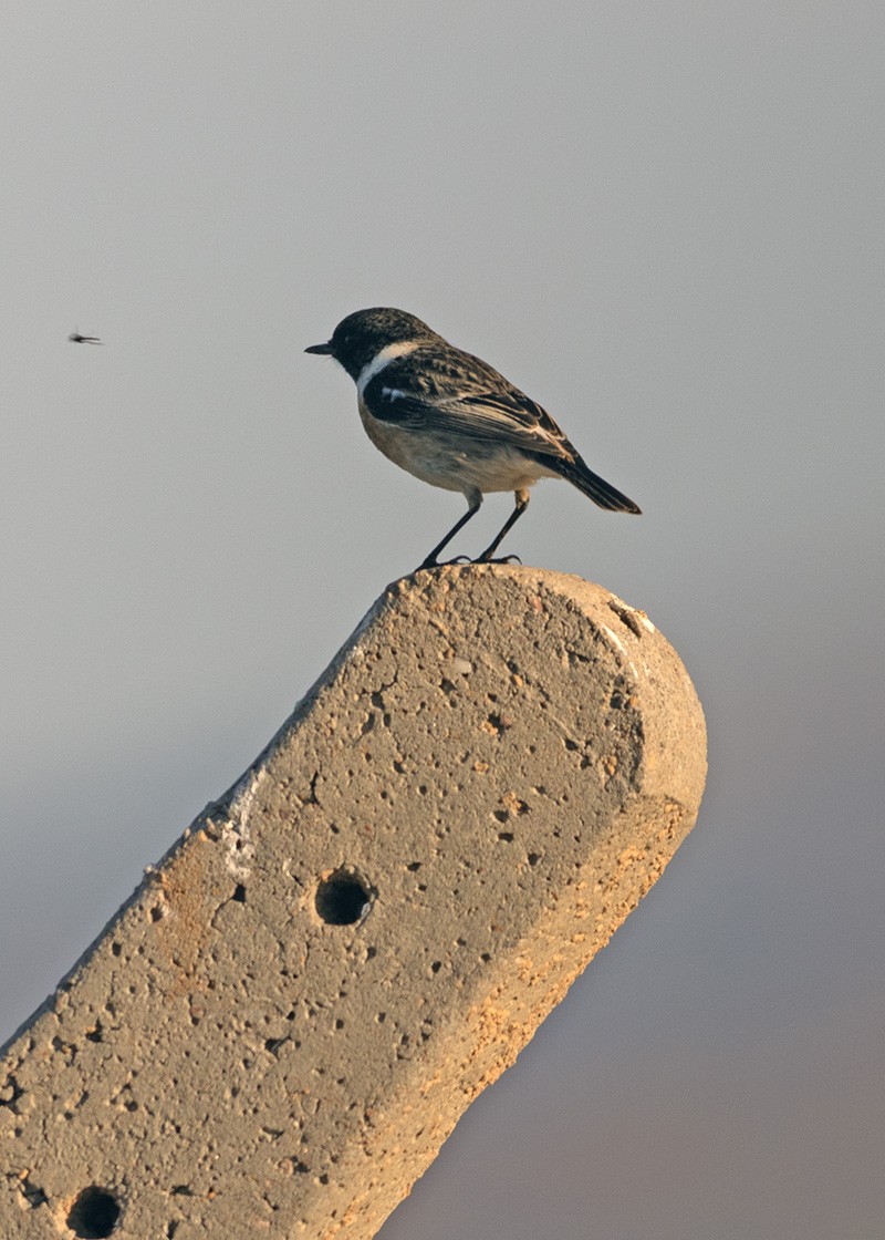 European Stonechat