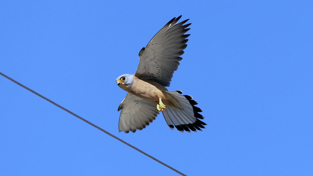 Lesser Kestrel