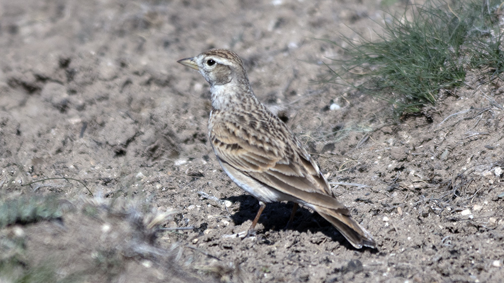 Greater Short-toed Lark