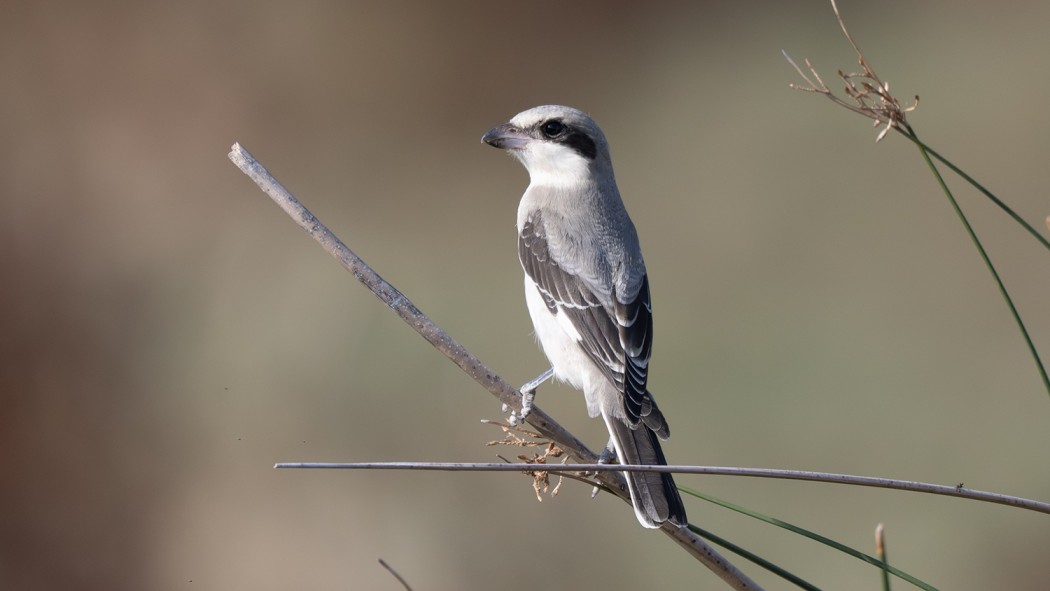 Lesser Grey Shrike