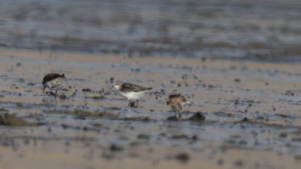 Little Stint