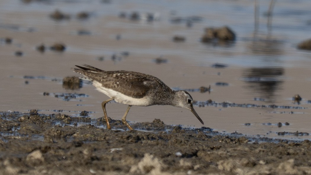 Wood Sandpiper