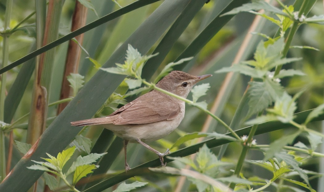 Blyth`s Reed Warbler