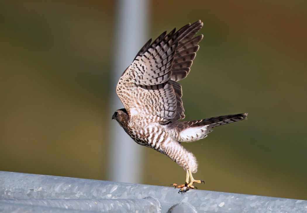 Levant Sparrowhawk