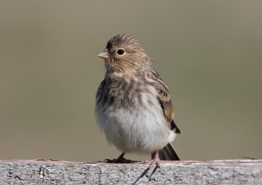 Twite