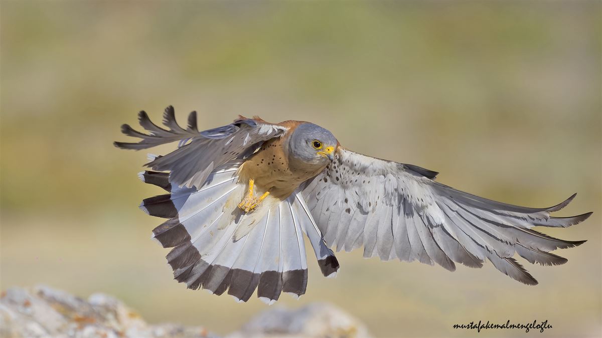 Lesser Kestrel