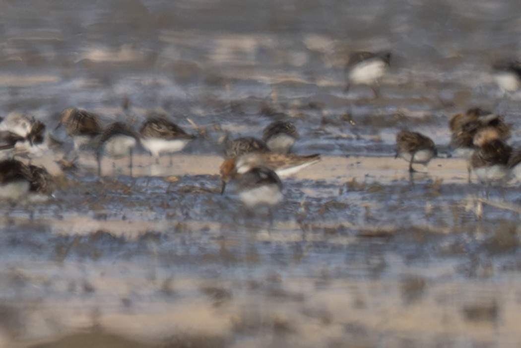 Little Stint