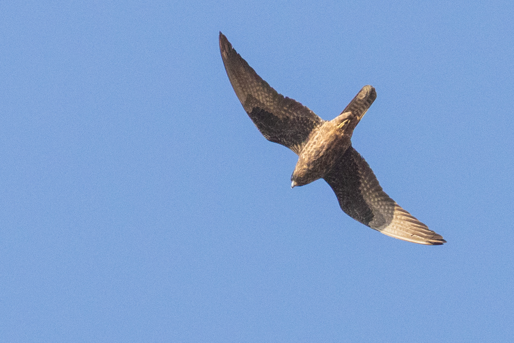 Eleonora`s Falcon