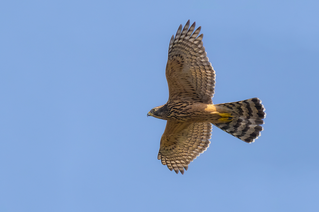 Eurasian Goshawk