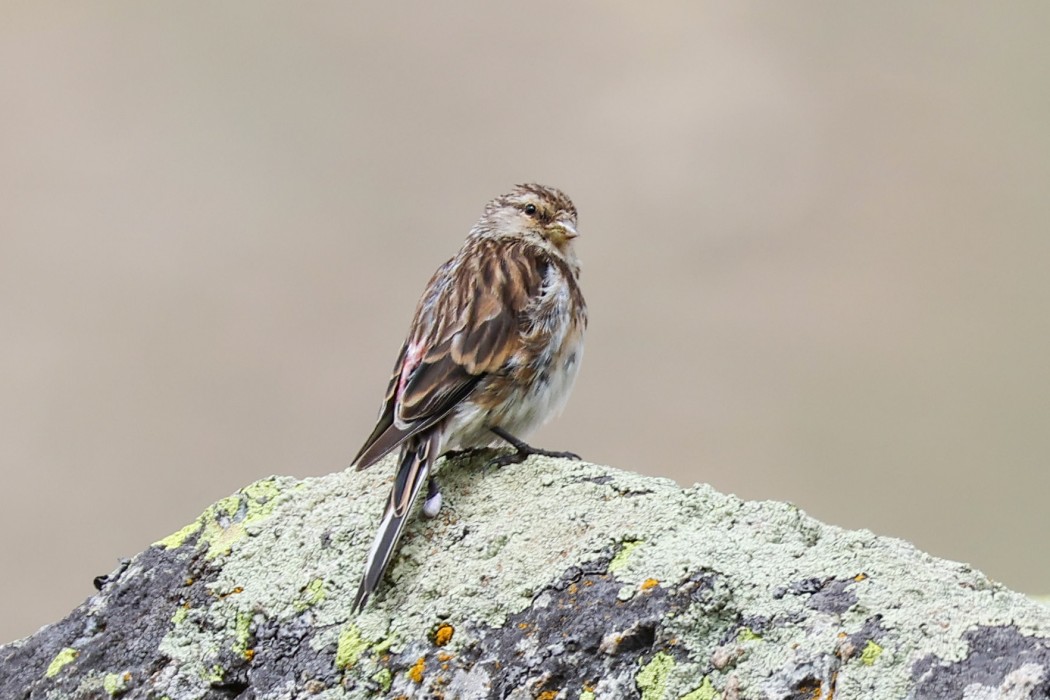 Twite