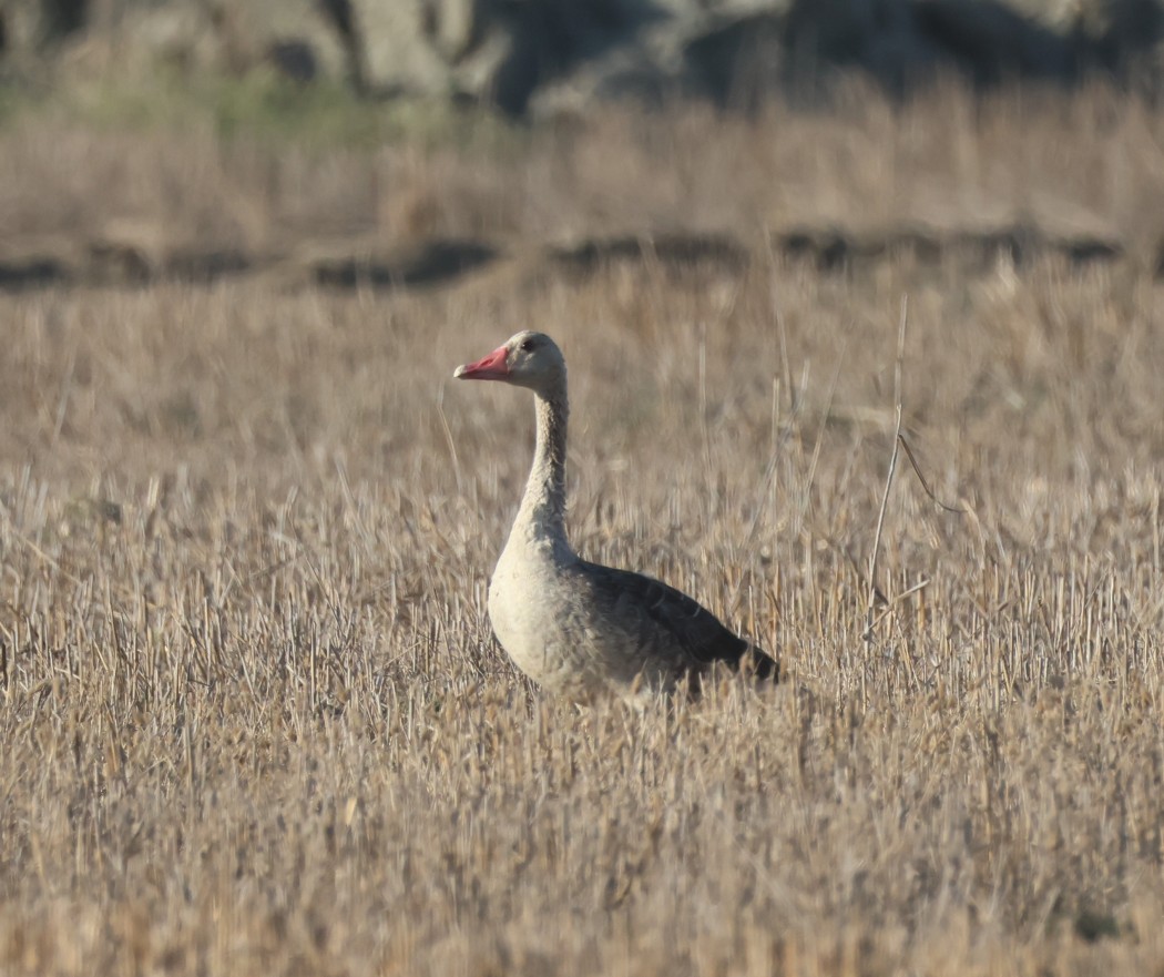 Greylag Goose