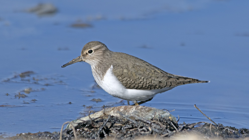 Common Sandpiper