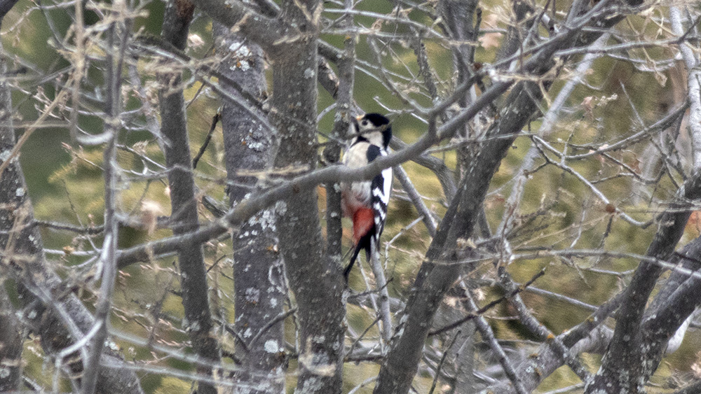 Syrian Woodpecker