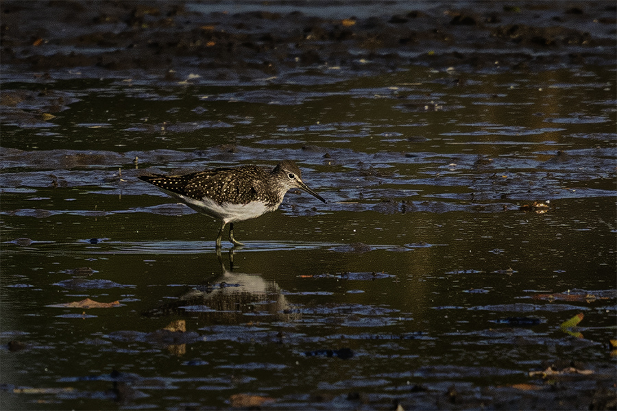 Green Sandpiper