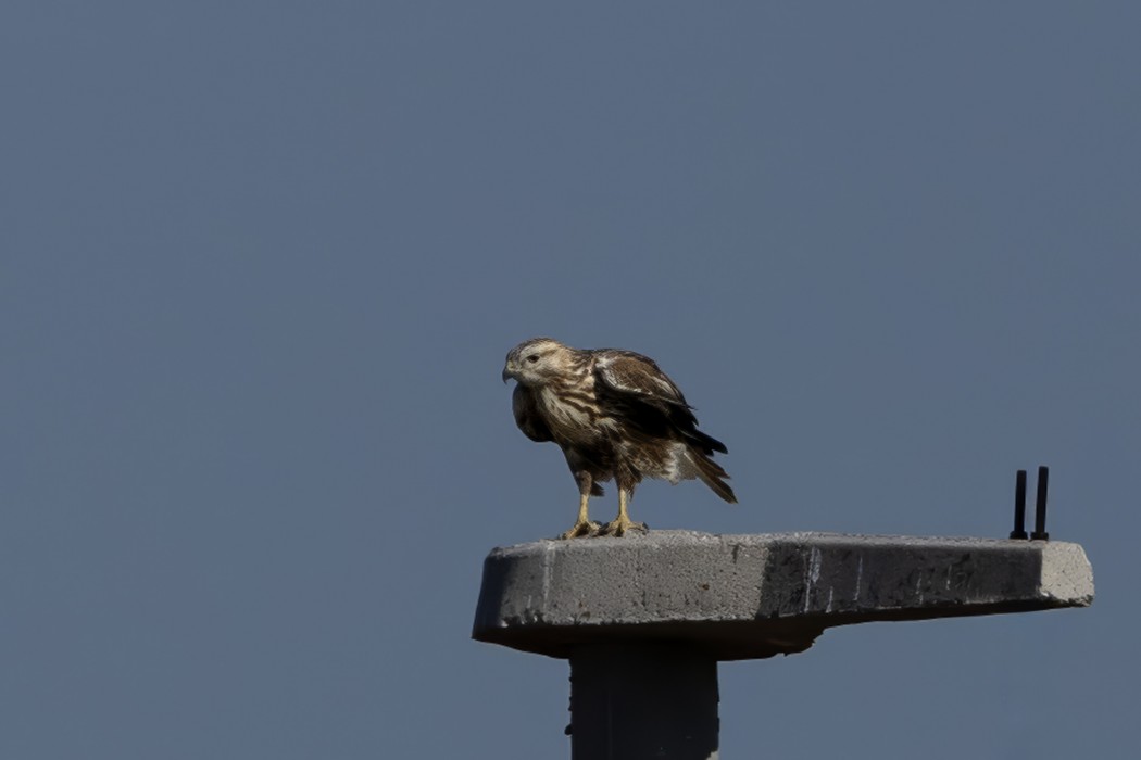 Common Buzzard