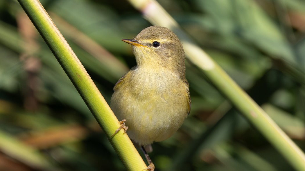 Willow Warbler
