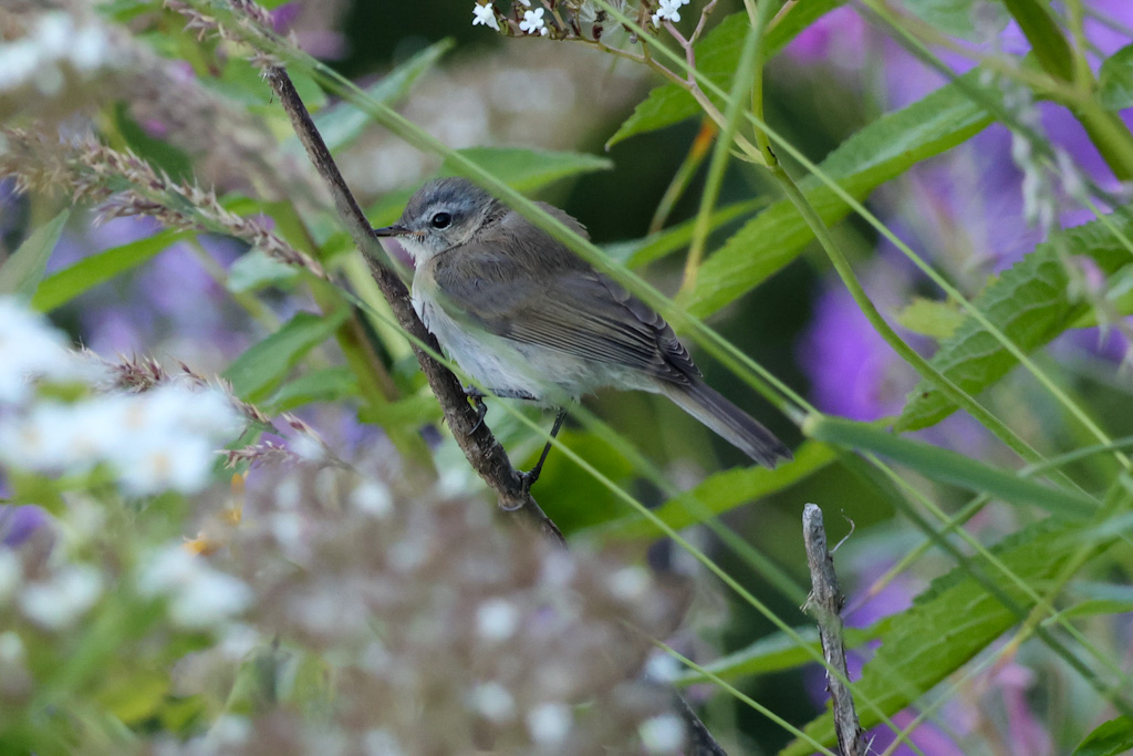 Mountain Chiffchaff