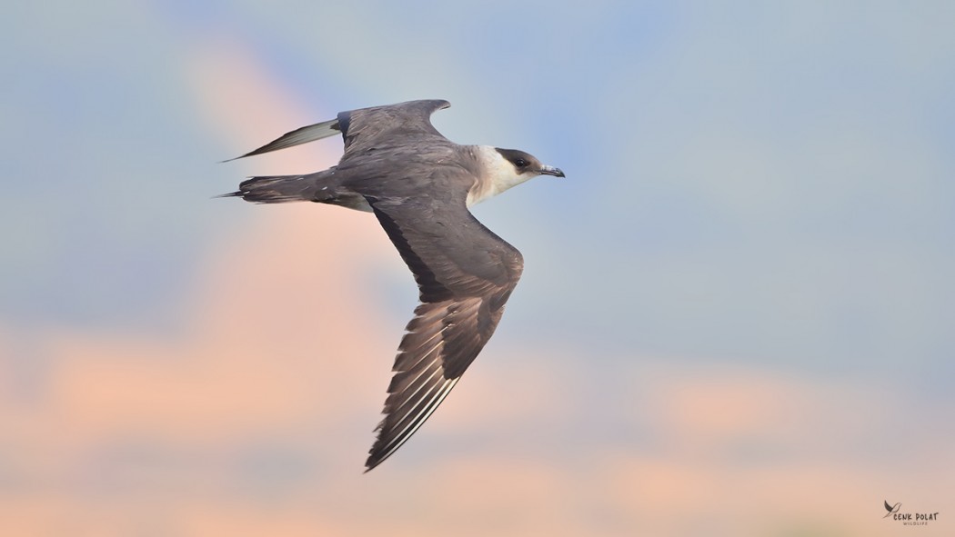 Parasitic Jaeger