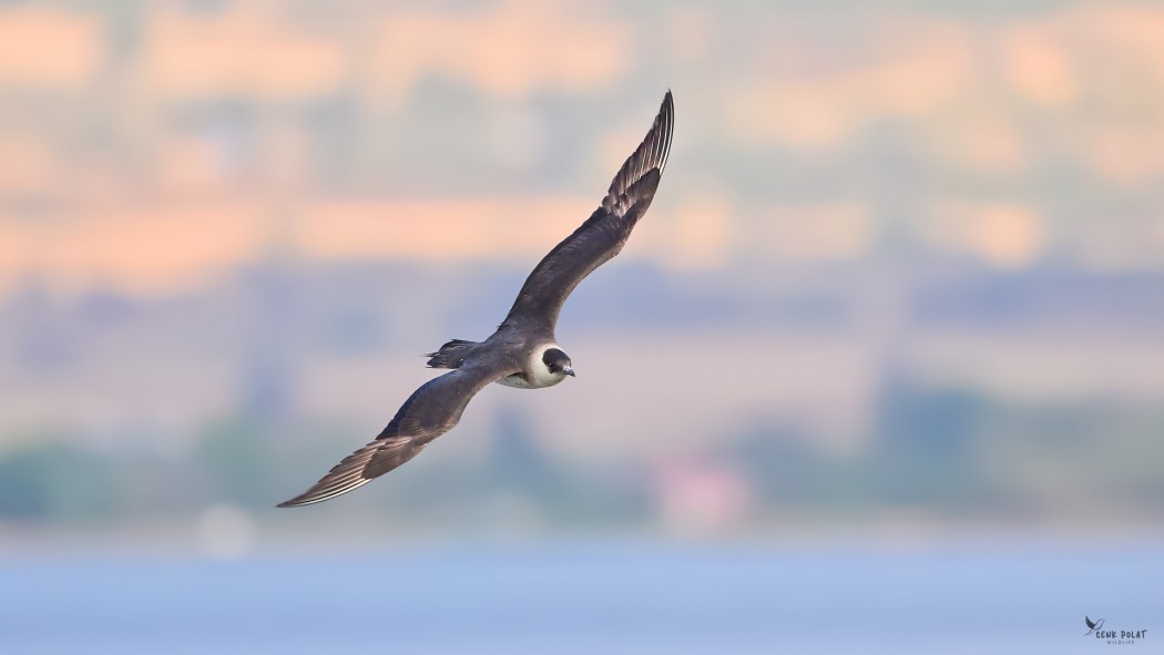 Parasitic Jaeger