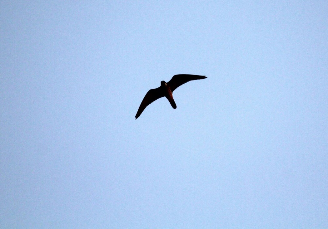 Eleonora`s Falcon
