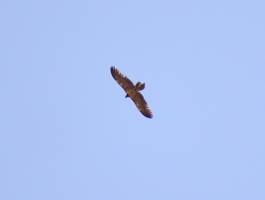Bearded Vulture