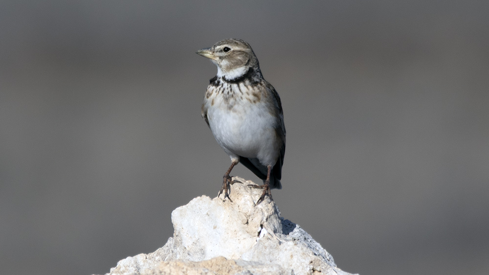 Calandra Lark