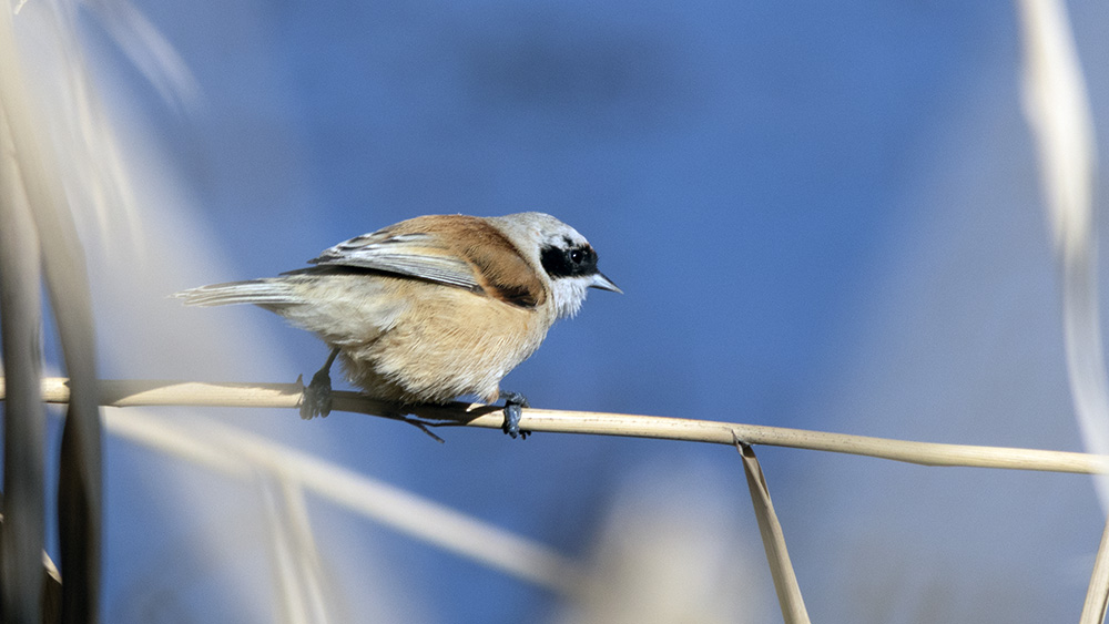 Eurasian Penduline Tit