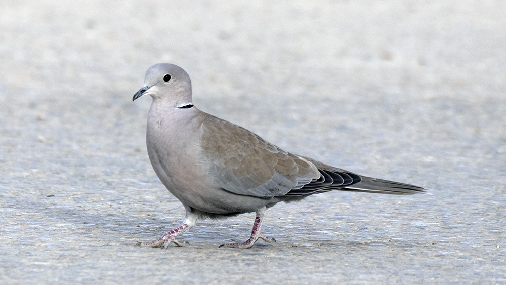 Eurasian Collared Dove