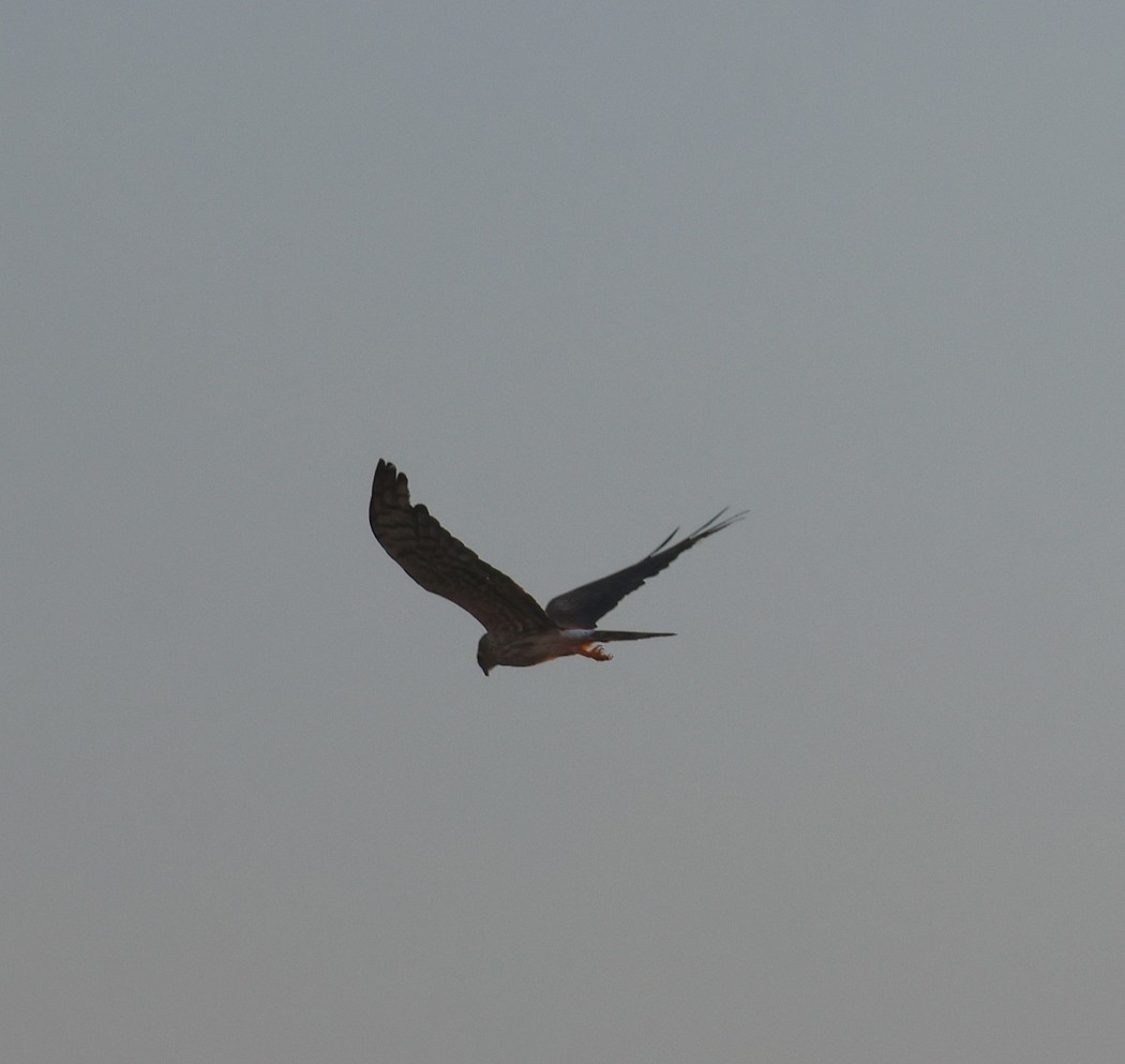 Montagu`s Harrier