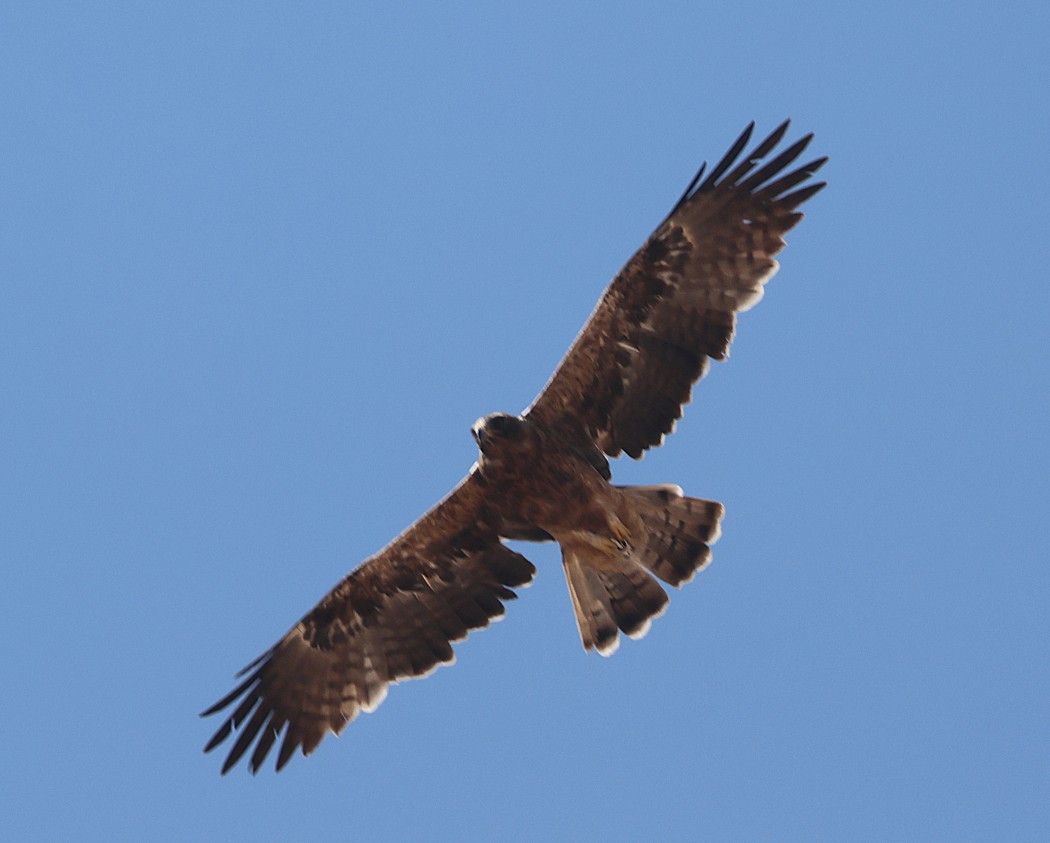 Booted Eagle