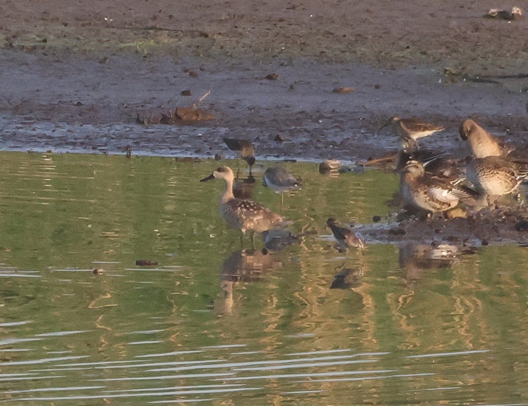 Marbled Duck