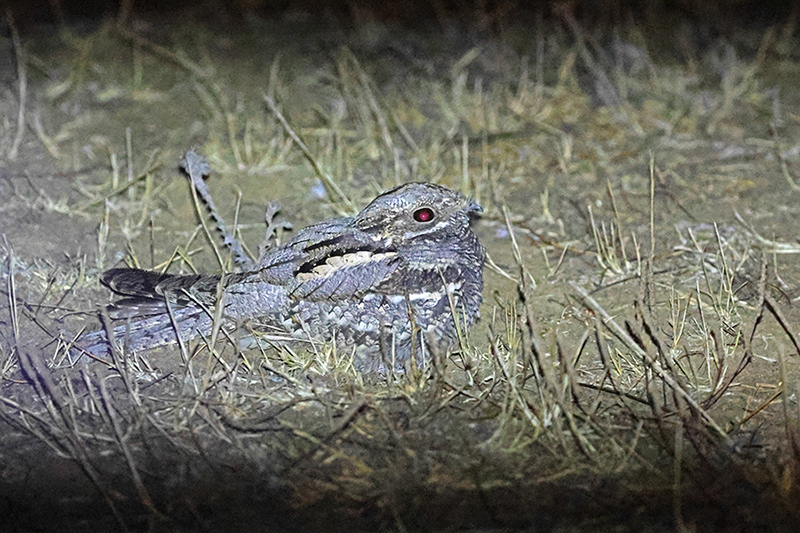 European Nightjar