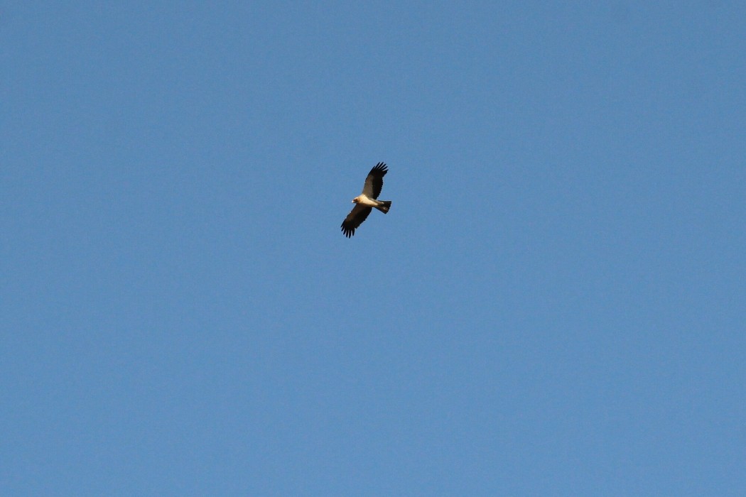 Booted Eagle