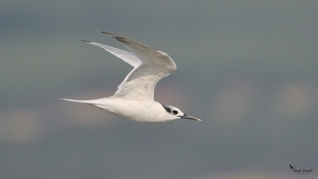 Sandwich Tern